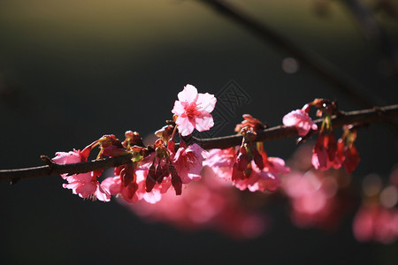 暗色调园艺中自然背景的樱桃花或美丽的樱在黑暗背景和bokeh概念暗通黑沙库拉下有树枝和阳光的美丽樱花枝条新鲜图片