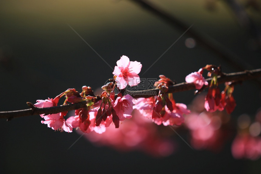 暗色调园艺中自然背景的樱桃花或美丽的樱在黑暗背景和bokeh概念暗通黑沙库拉下有树枝和阳光的美丽樱花枝条新鲜图片
