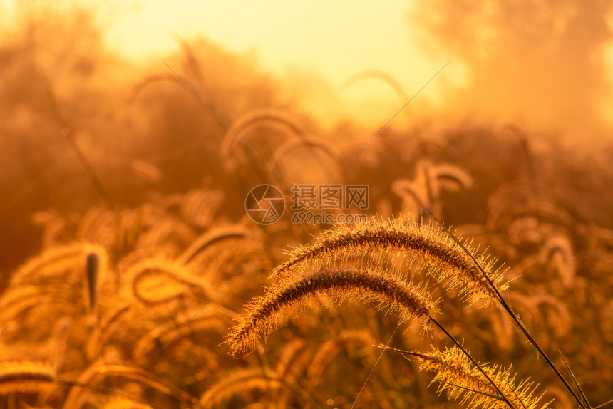 清晨黎明时分青草花朵在农村橙色草原本底的金阳光田野草花与晨阳光开始新的一天或生命概念美丽季节艺术图片