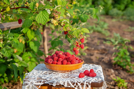 叶子收成素食主义者在草莓树下用泥土碗里新鲜成熟的红莓有机种植在花园里的青莓在草树丛之下用肥薯碗里图片