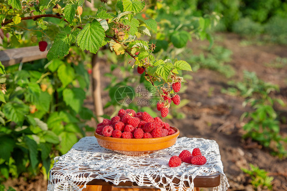 叶子收成素食主义者在草莓树下用泥土碗里新鲜成熟的红莓有机种植在花园里的青莓在草树丛之下用肥薯碗里图片