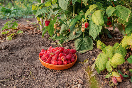 覆盆子可口在草莓树下用泥土碗里新鲜成熟的红莓有机种植在花园里的青莓在草树丛之下用肥薯碗里健康图片