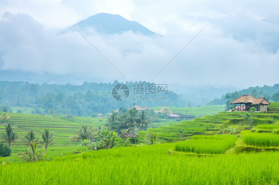 白饭夏天印度尼西亚小村庄和稻田在爪哇岛风雾上在印度尼西亚小村庄和雨后稻田背景的水和高山之后形成一个小村庄和稻田高的图片