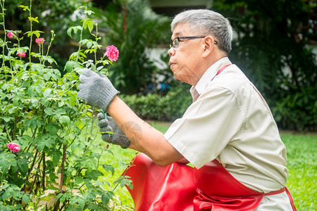 娱乐绿色一个快和微笑的亚洲老年人正在修剪树枝和花朵以享受退休后在家中安居乐业之后的爱好老年人幸福生活方式和健康的概念为了图片