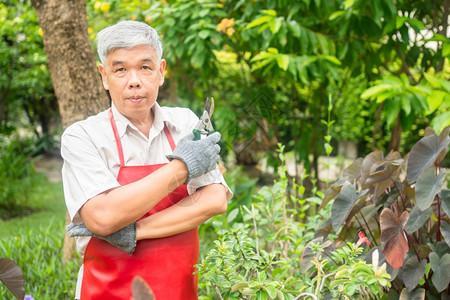 一个快乐和微笑的亚洲老年人正在修剪树枝和花朵以享受退休后在家中安居乐业之后的爱好老年人幸福生活方式和健康的概念在职活动园艺图片