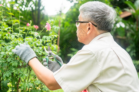 夏天户外一个快乐和微笑的亚洲老年人正在修剪树枝和花朵以享受退休后在家中安居乐业之后的爱好老年人幸福生活方式和健康的概念一种图片