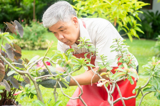 老的一个快乐和微笑的亚洲老年人正在修剪树枝和花朵以享受退休后在家中安居乐业之后的爱好老年人幸福生活方式和健康的概念春天陈年图片