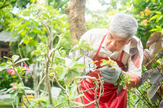 夏天一个快乐和微笑的亚洲老年人正在修剪树枝和花朵以享受退休后在家中安居乐业之后的爱好老年人幸福生活方式和健康的概念积极绿色图片
