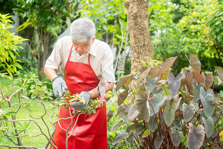修整松弛一个快乐和微笑的亚洲老年人正在修剪树枝和花朵以享受退休后在家中安居乐业之后的爱好老年人幸福生活方式和健康的概念成人图片