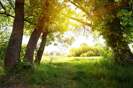 小路绿色树下通往太阳的路径夏日新道旅行和自由之开始的概念绿色树下通往太阳的一条道路绿树下通往太阳日出颜色图片