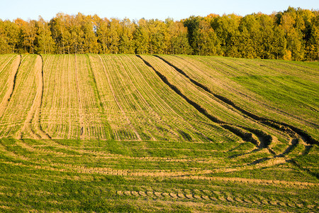 农村春天云青蓝空和靠近农业田地的多彩秋天树那里是冬季小麦谷物和黑芽明亮的桑尼秋季草林图片