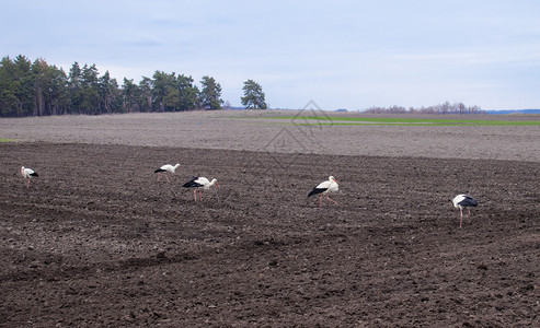 象征场地鹳在犁过的田野上春天鹳鸟飞回家儿在田野上寻找食物鹳在犁过的田野上鸟儿在寻找食物自然图片