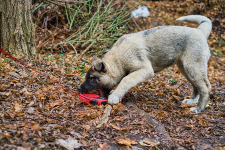 毛皮狗在秋季公园玩带绳子的游戏在散步中滑稽的美国小阿基塔狗日本人走图片