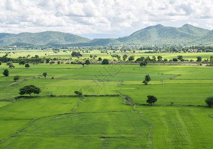 风景泰国北部山区附近的有机农场新鲜梯田稻泰国北部山丘附近最佳农业图片