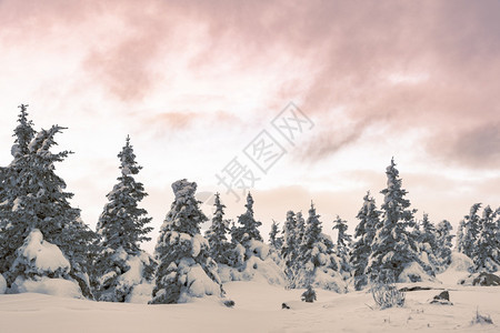 季节冰雪覆盖的岩石山脉上霜冻森林航程登山图片