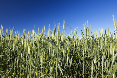 明亮的从下方拍摄绿色小麦耳朵蓝天地上带谷物的一片蓝天之地背景情况牧场自然图片
