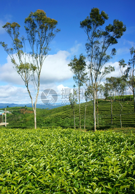 风日美丽的自然景观广阔的绿色茶园农场上的树群越南春天旅游的好CauDat有许多大叻茶山爬坡道云外部图片