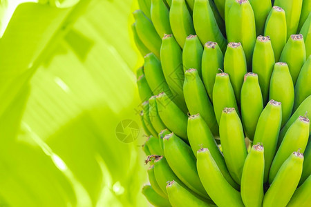 户外特内里费场地在Tenerife岛种植园水果时棕榈上的绿香蕉年轻不熟的香蕉棕榈树叶和在浅的田地深处图片