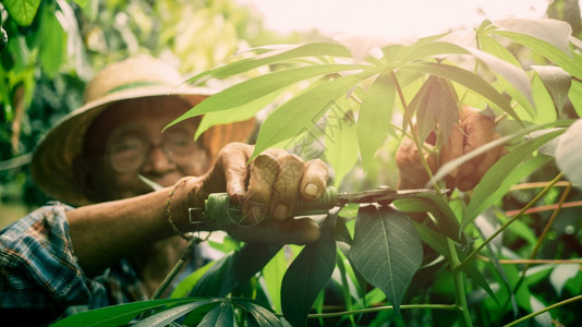 生长在菜园里用剪刀修木薯的人在花园里用剪枝或修树分支切割图片