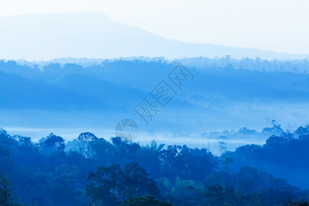 清晨雾中一片平静的蓝山风景柔软的日出照耀着青雾中的松树林粉彩夏天空图片
