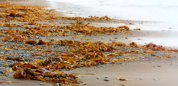 假期地标太平洋海岸冲上藻太平洋岸冲上藻质地图片