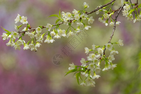场景美丽的白樱花和粉红桃在泰国的全盛开琼王清迈全盛开的泰国樱花浪漫的植物图片