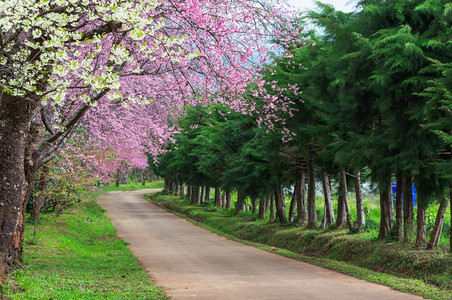 季节日本人绿色美丽的白樱花和粉红桃在泰国的全盛开琼王清迈全盛开的泰国樱花图片