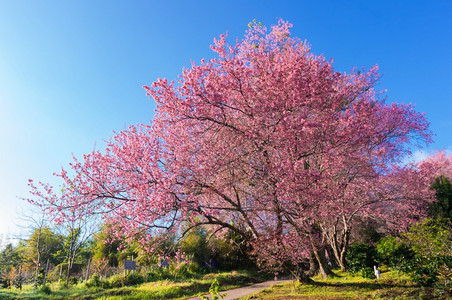 樱桃春王清迈泰国樱花盛开的全美丽樱花朵华全盛开的美樱花分支蒋图片