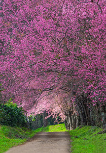 花瓣白色的春王清迈泰国樱花盛开的全美丽樱花朵华全盛开的美樱花园图片