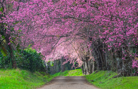 丰富多彩的春王清迈泰国樱花盛开的全美丽樱花朵华全盛开的美樱花瓣柔软的图片