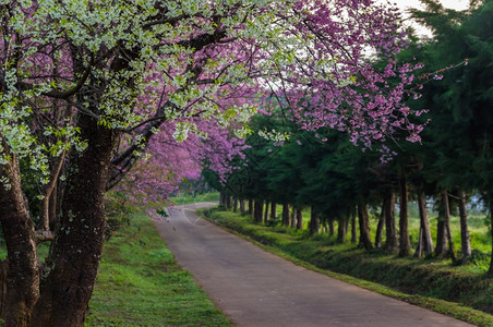 丰富多彩的花瓣春王清迈泰国樱花盛开的全美丽樱花朵华全盛开的美樱花早晨图片