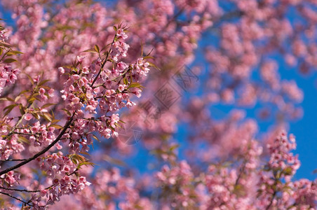 春王清迈泰国樱花盛开的全美丽樱花朵华全盛开的美樱花人满的日本图片