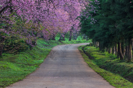 花的春王清迈泰国樱花盛开的全美丽樱花朵华全盛开的美樱花叶子公园图片