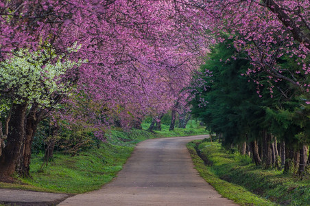 春王清迈泰国樱花盛开的全美丽樱花朵华全盛开的美樱花叶子自然绿色图片