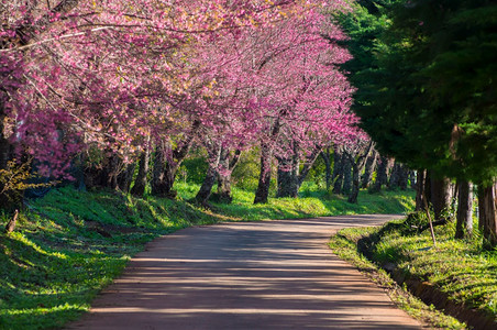 春王清迈泰国樱花盛开的全美丽樱花朵华全盛开的美樱花植物美丽图片