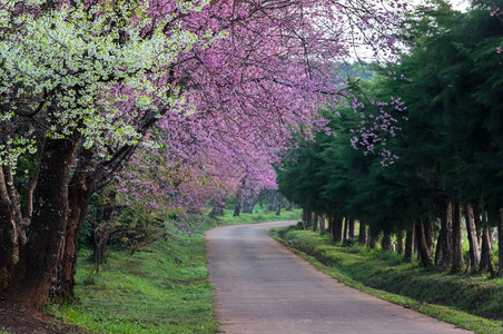 甜的丰富多彩分支春王清迈泰国樱花盛开的全美丽樱花朵华全盛开的美樱花图片