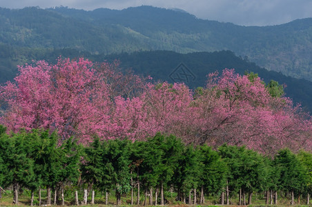 柔软的公园春王清迈泰国樱花盛开的全美丽樱花朵华全盛开的美樱花途径图片