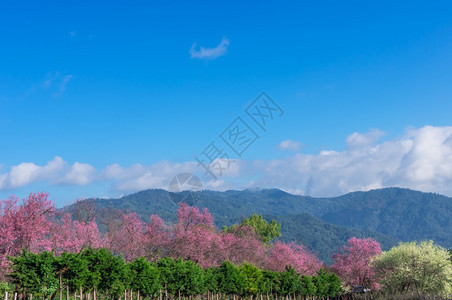 樱桃花的春王清迈泰国樱花盛开的全美丽樱花朵华全盛开的美樱花植物群图片