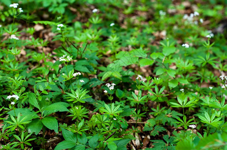 冷静的甜关闭泉水Waldmeister的木质白花植物学图片