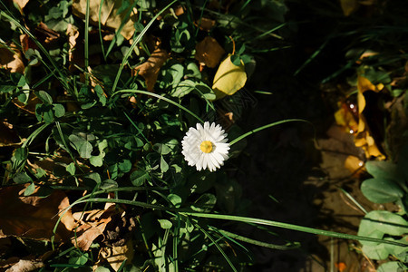 一朵小白花院子里有黄粉朵场地开图片