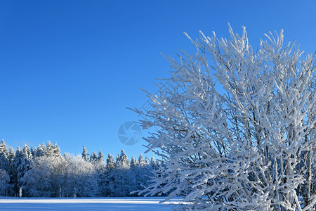 山天气好时有雪覆盖的树枝条云图片