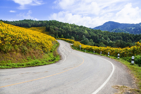 农村山坡上的弯曲道路在山和森林的公路边用鲜花开黄色的乡村图片