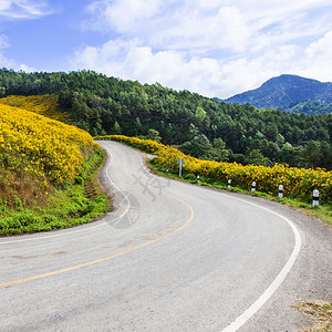 植物山坡上的弯曲道路在山和森林的公路边用鲜花开绿色沥青图片