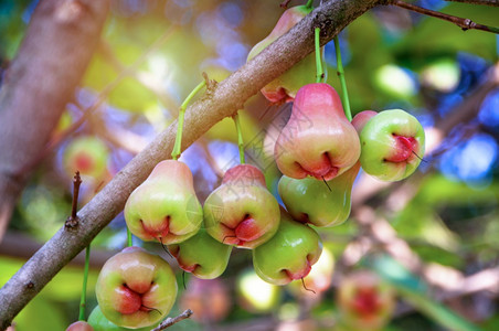 水色健康或者玫瑰苹果Chomphu水果挂在天然绿背景和阳光模糊的树上图片