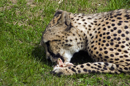 非洲人印度猎豹警报在他面前有食物夏天图片