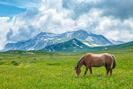 哺乳动物农场在俄罗斯阿尔泰山区谷放牧的马匹乡村图片