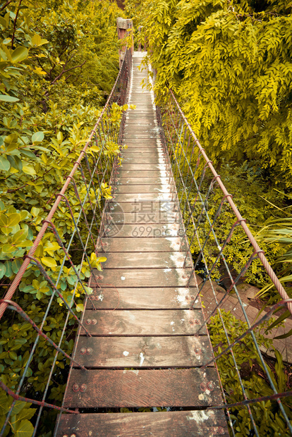 黄色的在雨林中穿过树顶的绳子行走道高桥图片