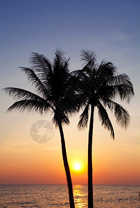 太阳日出时棕榈林环影天空假期图片