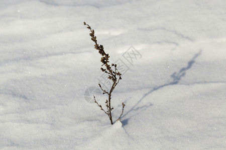 冬季雪露出的干燥植物在最后一场雪降寒冷的天气下粘着冰冷质地图片