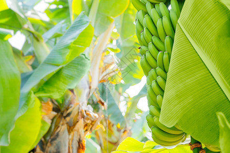 束收成棕榈上的Grenn香蕉特内里费岛种植园的水果未成熟的年轻香蕉浅景深的棕榈叶特写农场图片